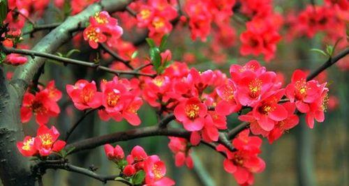四季海棠（四季海棠的花语与寓意）