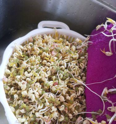 如何判断绿豆芽的熟熟状态（从色泽）