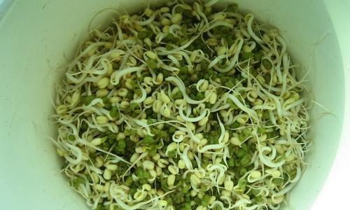 如何判断绿豆芽的熟熟状态（从色泽）