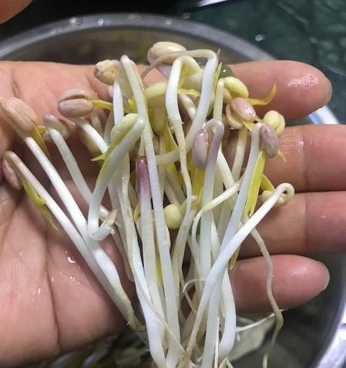 绿豆芽的正确清洗方法（洗净绿豆芽）