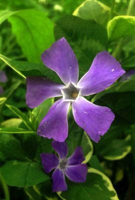 海桐花的花语与意义（探索海桐花的美丽与深意）