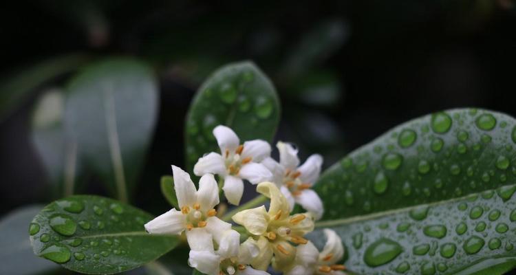 海桐花语——爱的承诺与纯洁（传递爱意的鲜花）