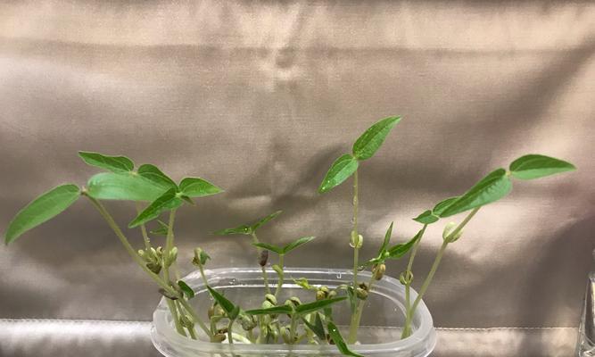 绿豆水培养殖方法（家庭水培种植绿豆）