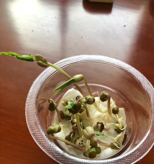 绿豆水培养殖方法（家庭水培种植绿豆）