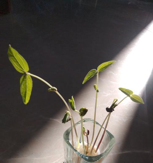 绿豆水培养殖方法（家庭水培种植绿豆）