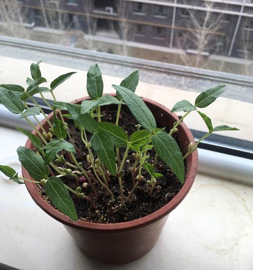 如何科学种植绿豆（从时间到方法）