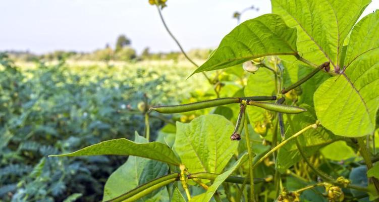 如何科学种植绿豆（从时间到方法）