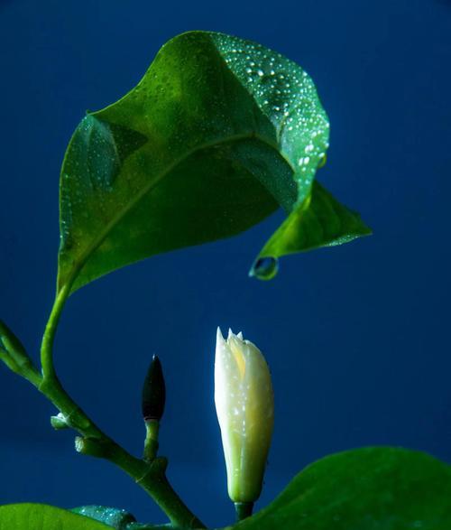 含笑花（揭秘含笑花的花语与传说）