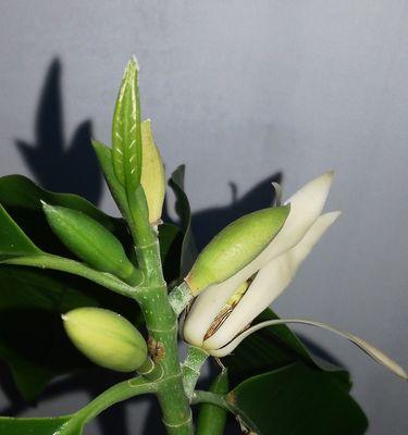 含笑花（寓意深远的笑容之花）