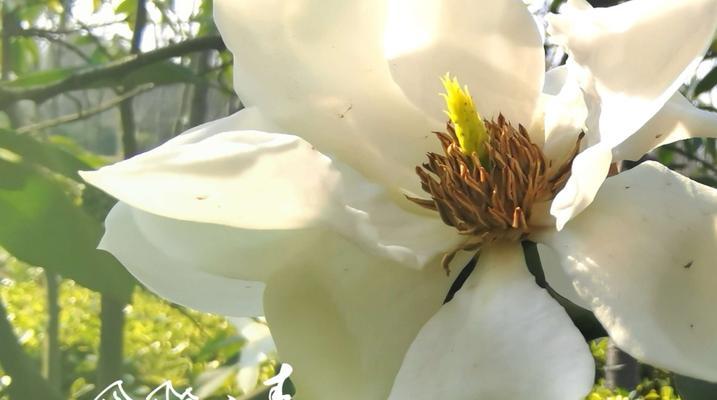 含笑花（花语解读）