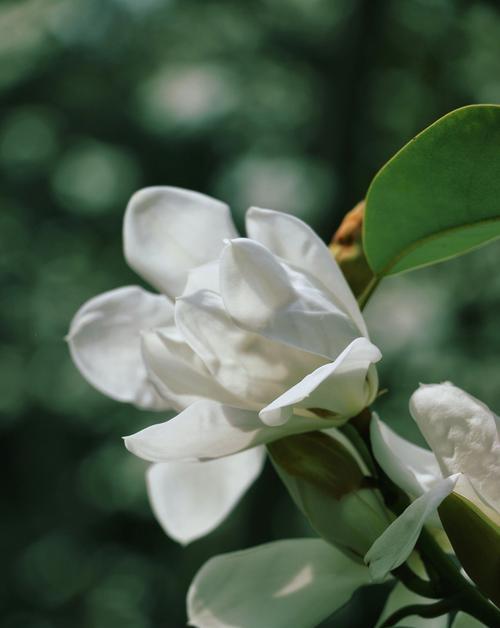 含笑花（花语解读）
