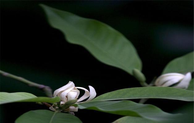 含笑花花语（探索微笑的神秘力量）
