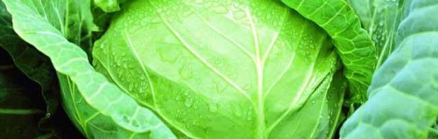 绿甘蓝的食用方式探究（生吃好还是熟吃好）