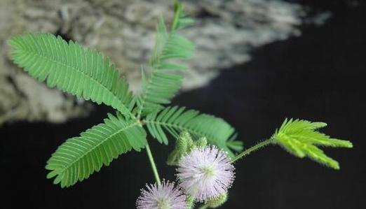 含羞草的花语与寓意（解读含羞草的神秘之美）