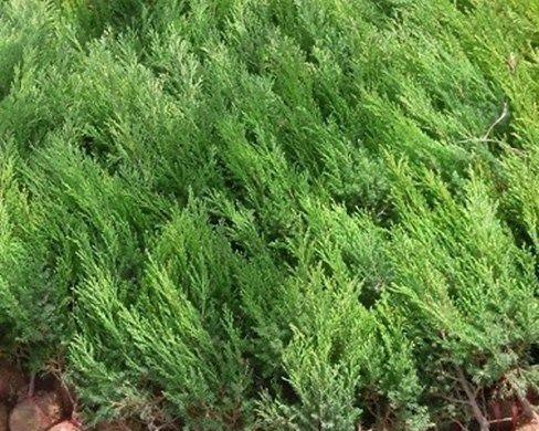 绿化树肥料的选择与使用（为绿化添彩）