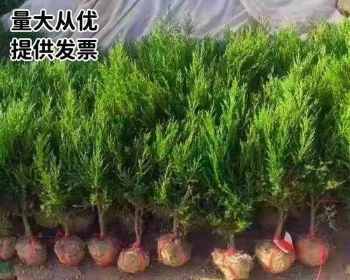 绿化树肥料的选择与使用（为绿化添彩）