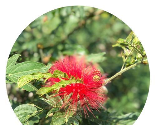 合欢花（用合欢花传递你的情感）