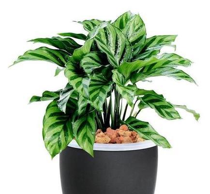 绿皇后——一种神奇的观叶植物（探秘绿皇后的魅力与神秘）