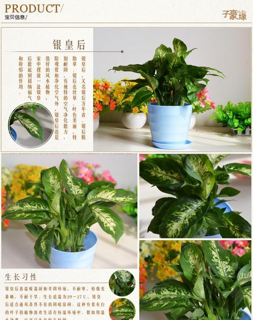 绿皇后——一种神奇的观叶植物（探秘绿皇后的魅力与神秘）