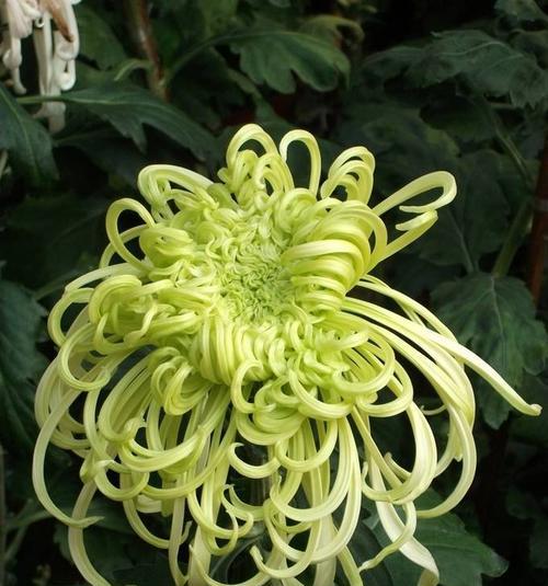 探秘绿菊花的花语（绿菊花的花语和寓意）