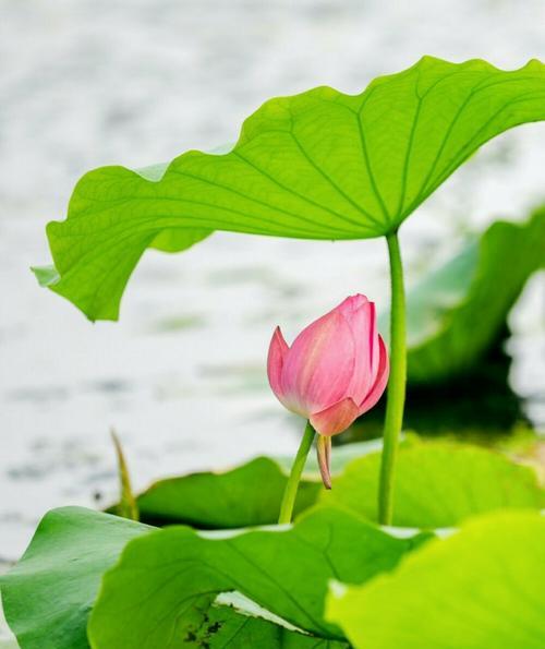 荷花（以荷花代表意思）