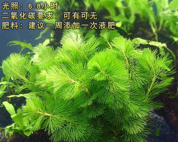 绿菊水草的养殖技术（了解绿菊水草的特点和养殖方法）