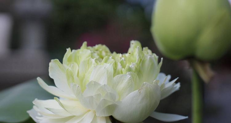 牡丹与荷花（花朵的象征意义和文化内涵）