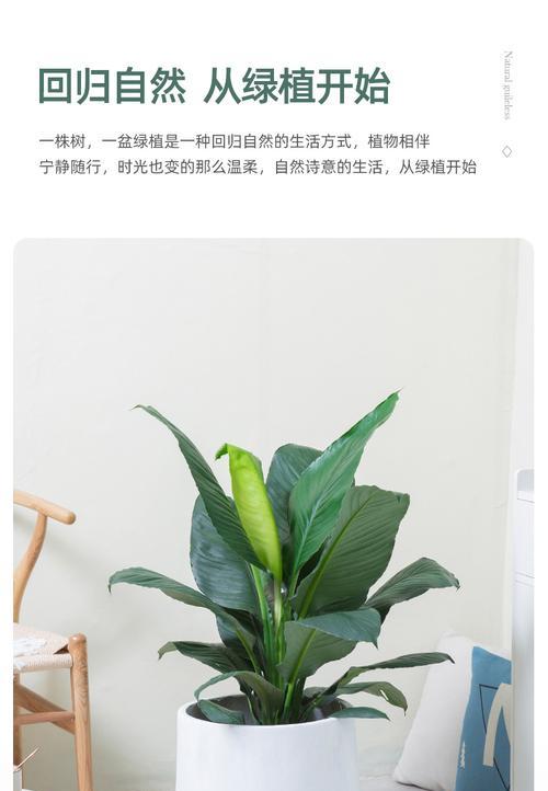 绿巨人盆栽的养殖方法（从选购到管理）