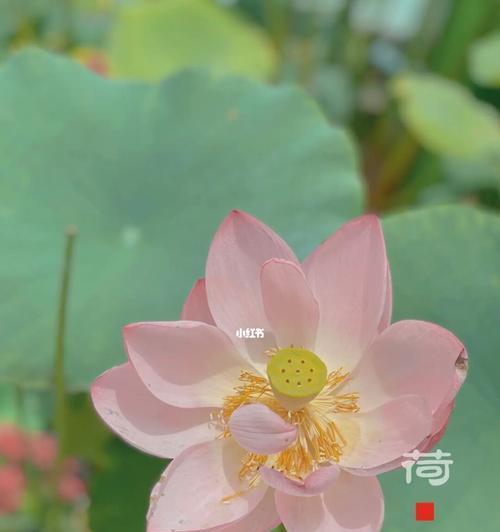 荷花（在浑然天成的世界中）