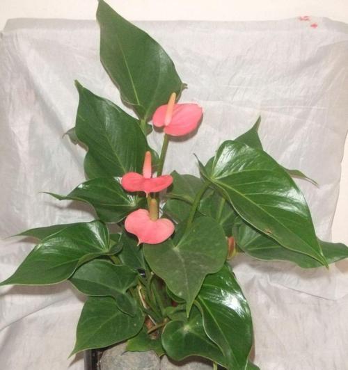 绿萝的花长啥样（探秘绿萝花的颜色）