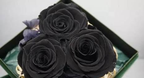黑玫瑰的花语含义（黑玫瑰代表的深邃之美）