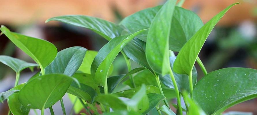 大叶绿萝的养殖方法与注意事项（打造生机勃勃的家居植物——大叶绿萝）