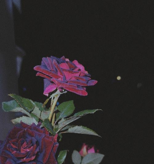 黑色玫瑰的花语——探索神秘与深邃（黑色玫瑰的象征意义及文化传承）