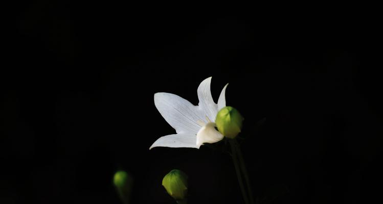 黑色桔梗花语的意义与传承（探索黑色桔梗花的深邃内涵）