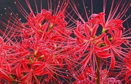 黑色曼陀罗花（探索黑色曼陀罗花的花语与魅力）