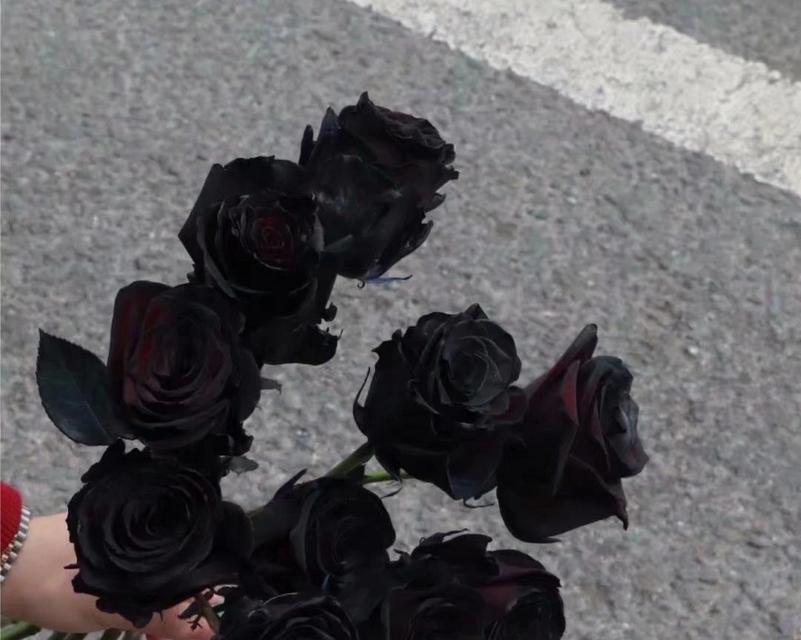 黑色玫瑰的花语（揭开黑色玫瑰背后的浪漫之谜）