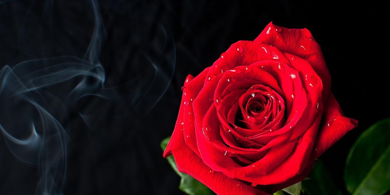 黑色玫瑰花（透过黑色玫瑰花）