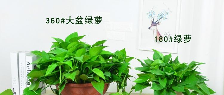 绿萝和吊兰的区别与应用（探究绿萝和吊兰的特性及适合环境）