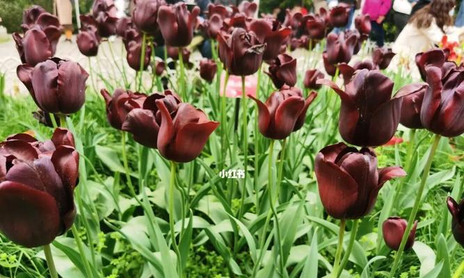 黑色郁金香（花开无声）