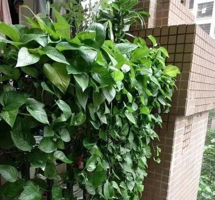 绿萝花放卧室的好处（居家必备的空气净化器）