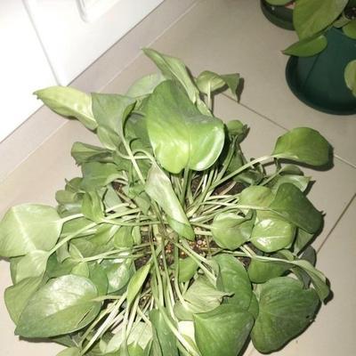 怎样拯救蔫掉的绿萝（绿萝恢复生机的小技巧）