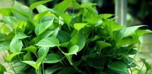 绿萝花土配制方法剖析（手把手教你DIY绿萝花土）