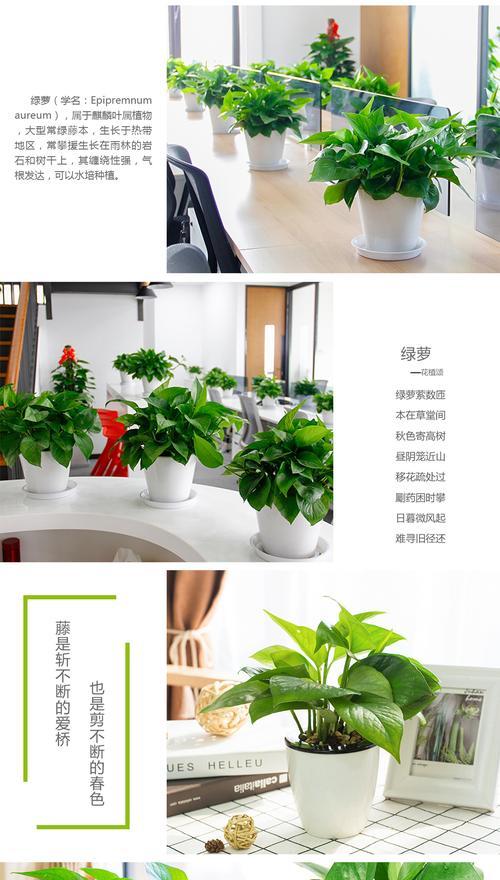 绿萝花的浇水方法（科学浇水）