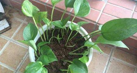 绿萝花的浇水方法（科学浇水）
