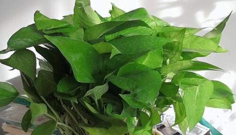 绿萝花的浇水方法（科学浇水）