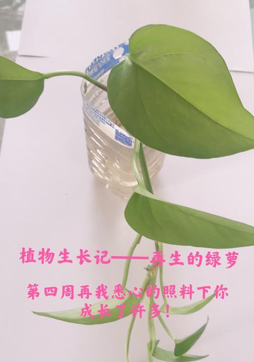 绿萝换盆后的浇水技巧（掌握这些技巧）