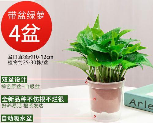 绿萝真的能吸甲醛吗（揭秘绿萝对室内空气污染物的作用）