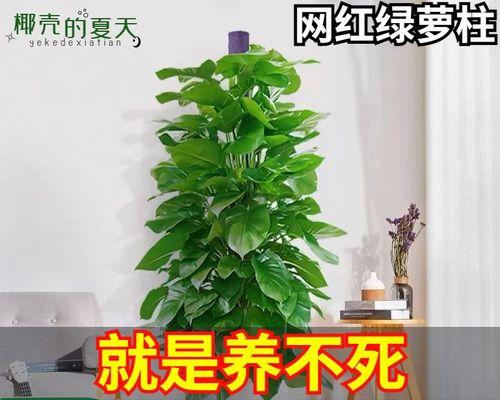 绿萝真的能吸甲醛吗（揭秘绿萝对室内空气污染物的作用）