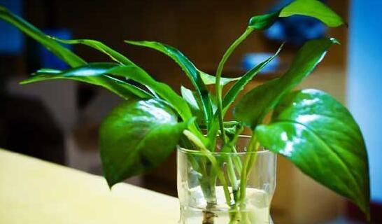 绿萝的浇水方法（如何科学合理地为绿萝浇水）