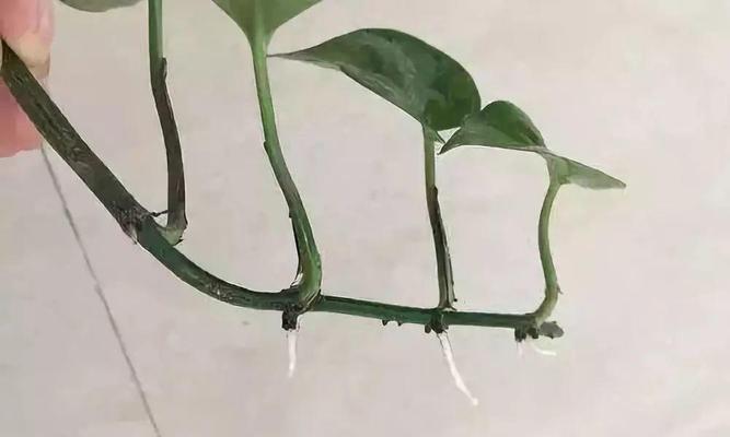 绿萝的最佳扦插时间（掌握正确时间）